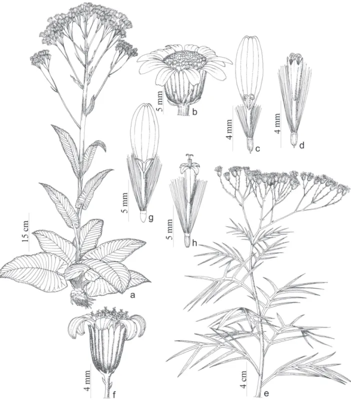 Figura 4. a-d. Senecio bonariensis Hook. &amp; Arn. a. Hábito; b. Capítulo. c. Flor do raio