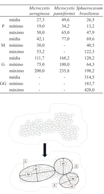 Table 2. Greatest axis linear dimension (μm) used in the  study of phytoplanktonic and phycoperiphytic taxa from  Parque Estadual das Fontes do Ipiranga, São Paulo, São  Paulo State, Brazil, in the definition of small (S), medium  (M), large (L), and very 