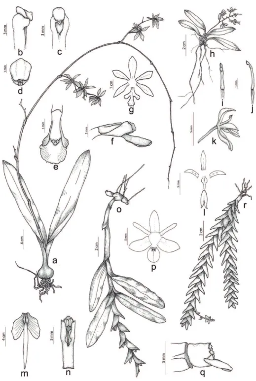 Figura 3. Espécies de Orchidaceae da Floresta Nacional de Caxiuanã, PA, Brasil. A-G. Encyclia diurna