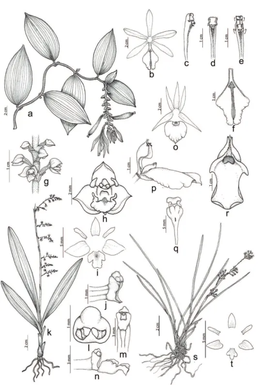 Figura 6. Espécies de Orchidaceae da Floresta Nacional de Caxiuanã. A-F. Vanilla palmarum: A