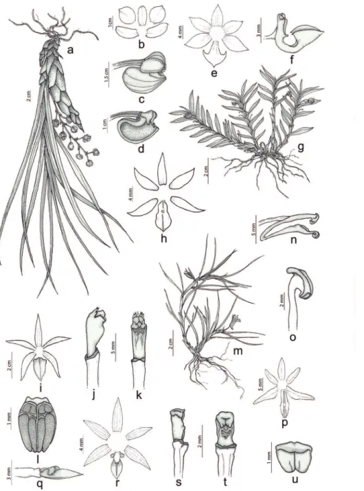 Figura 2. Espécies de Orchidaceae da Floresta Nacional de Caxiuanã, PA, Brasil. A-D. Catasetum longifolium
