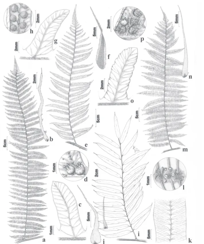 Figura 1. a-d. Alsophila sternbergii (Prado 2314). a. Pínula. b. Escama do pecíolo com seta apical negra