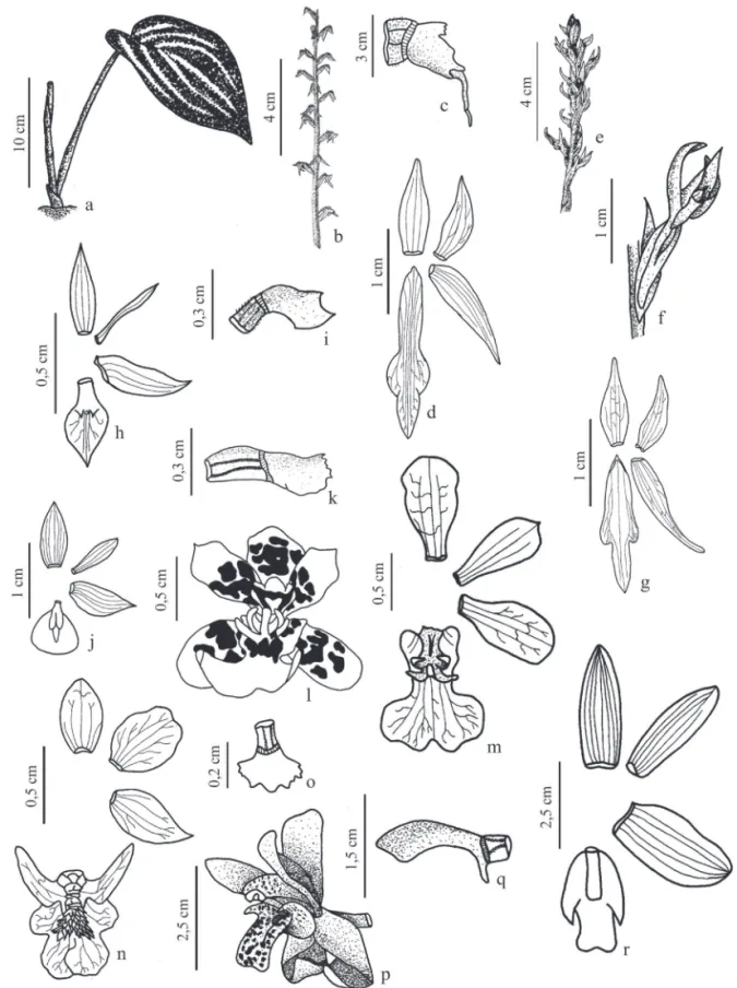 Figura 2. Espécies de Orchidaceae da região sul do Estado do Espírito Santo, Brasil. a‑d