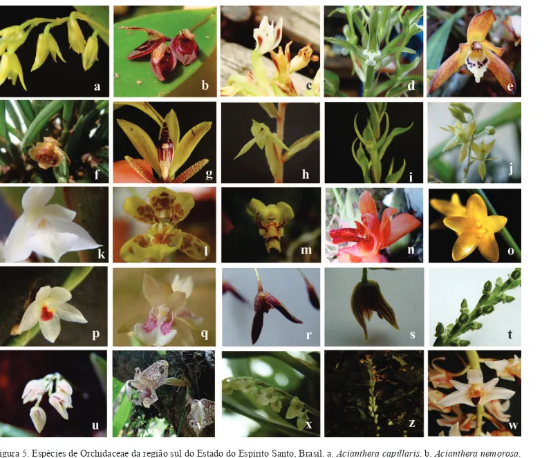 Figura 5. Espécies de Orchidaceae da região sul do Estado do Espírito Santo, Brasil. a