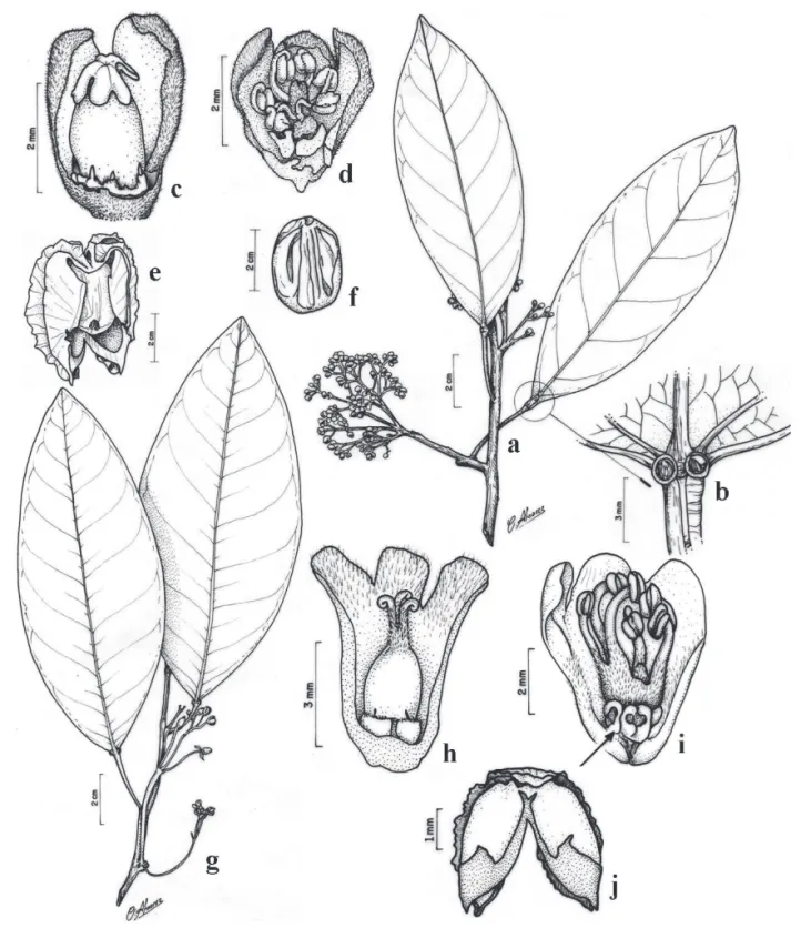 Figura 4.  a -f .  Micrandra spruceana  (Baill.) R.E. Schult. a. Ramo com inflorescência