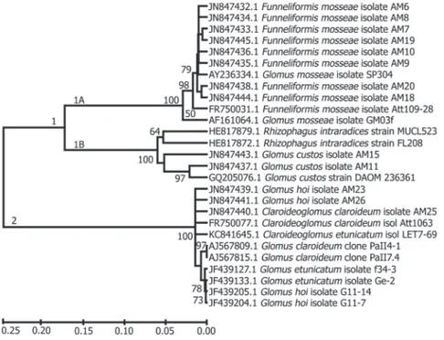 Figura 2. Árvore filogenética baseada em sequências da região ITS alinhadas pelo programa ClustalW e modelo de nucleotídeo Tamura- Tamura-Nei no programa MEGA v.4 dos isolados de FMA (AM6 a AM10 e AM18 a AM20: Funneliformis mosseae, AM11 e AM15: Glomus 