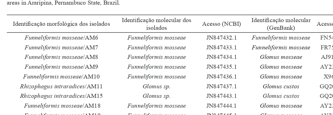 Table 2. Morphological and molecular characterization of isolates of arbuscular mycorrhizal fungi (AMF) found in native (AN) and gypsum mining impacted (AI)  areas in Araripina, Pernambuco State, Brazil.