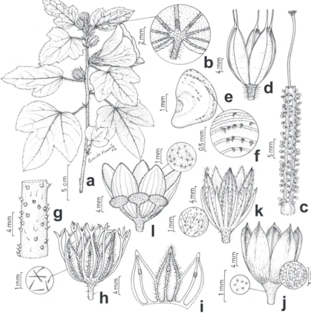 Figura 1. Espécies de Hibiscus do Estado de São Paulo, Brasil. a-f. H. kitaibelifolius