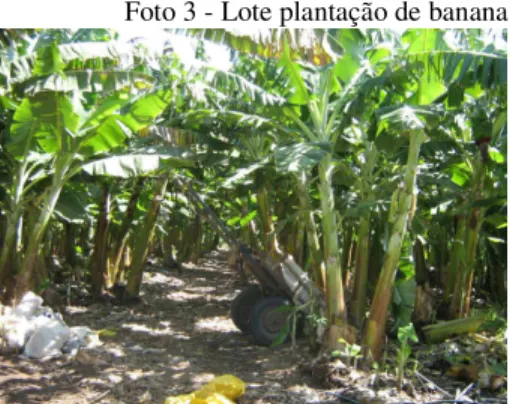 Foto 3 - Lote plantação de banana  