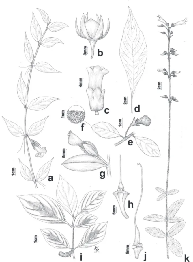 Figura 1. a-b. Codonanthe gracilis. a. Ramo com fl or. b. Fruto. c-d. Besleria selloana