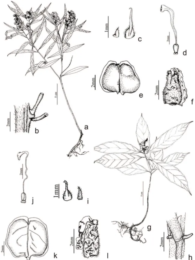 Figura 3. a-f. Polygala insignis. a. Hábito. b. Nectários extraflorais. c. Bractéola e bráctea