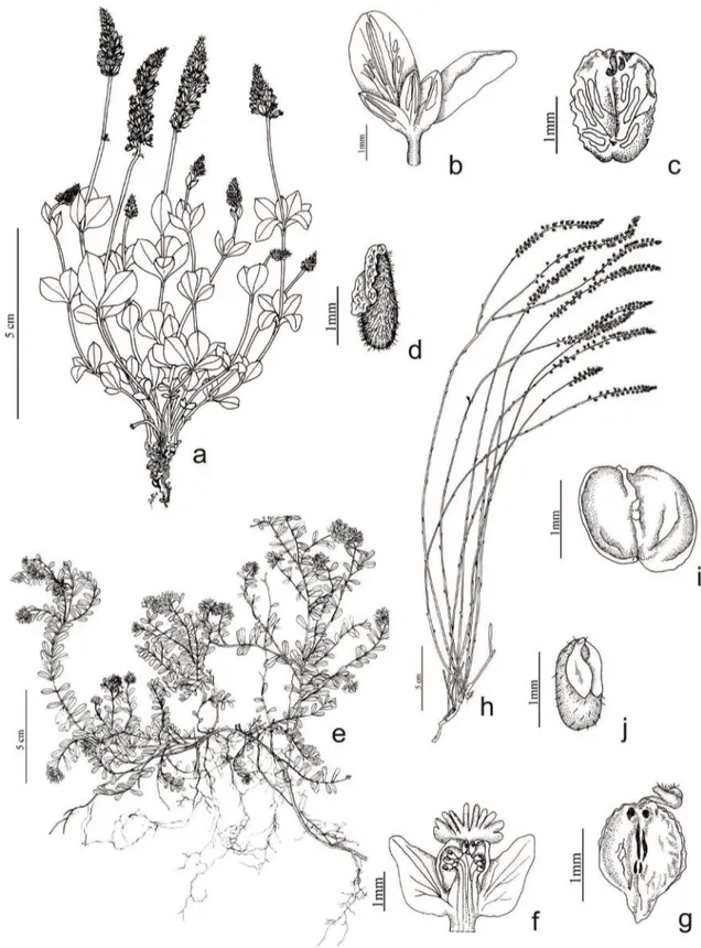 Figura 4. a-d. Polygala adenophylla. a. Hábito. b. Cálice. c. Fruto. d. Semente. e-g. Polygala altomontana