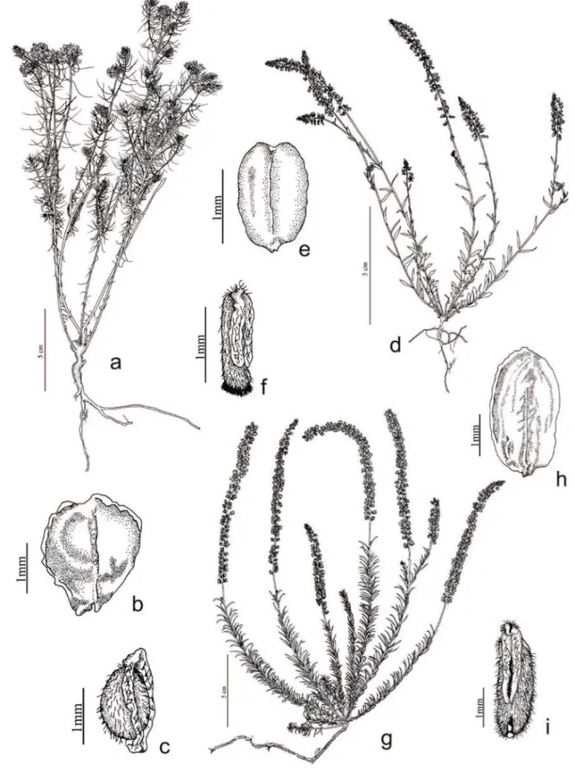 Figura 5. a-c. Polygala aspalatha. a. Hábito. b. Fruto. c. Semente. d-f. Polygala australis