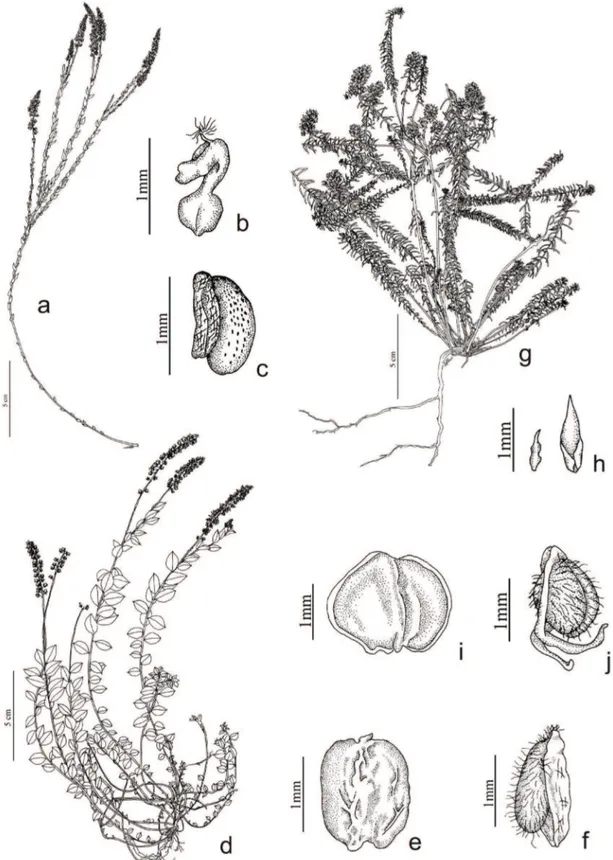 Figura 6. a-c. Polygala brasiliensis. a. Hábito. b. Gineceu. c. Semente. d-f. Polygala campestris