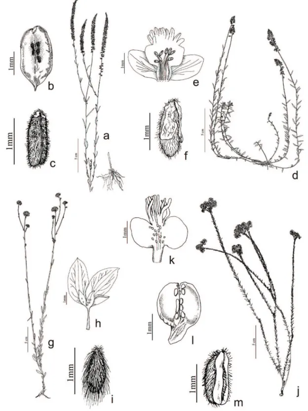 Figura 8. a-c. Polygala leptocaulis. a. Hábito. b. Fruto. c. Semente. d-f. Polygala linoides