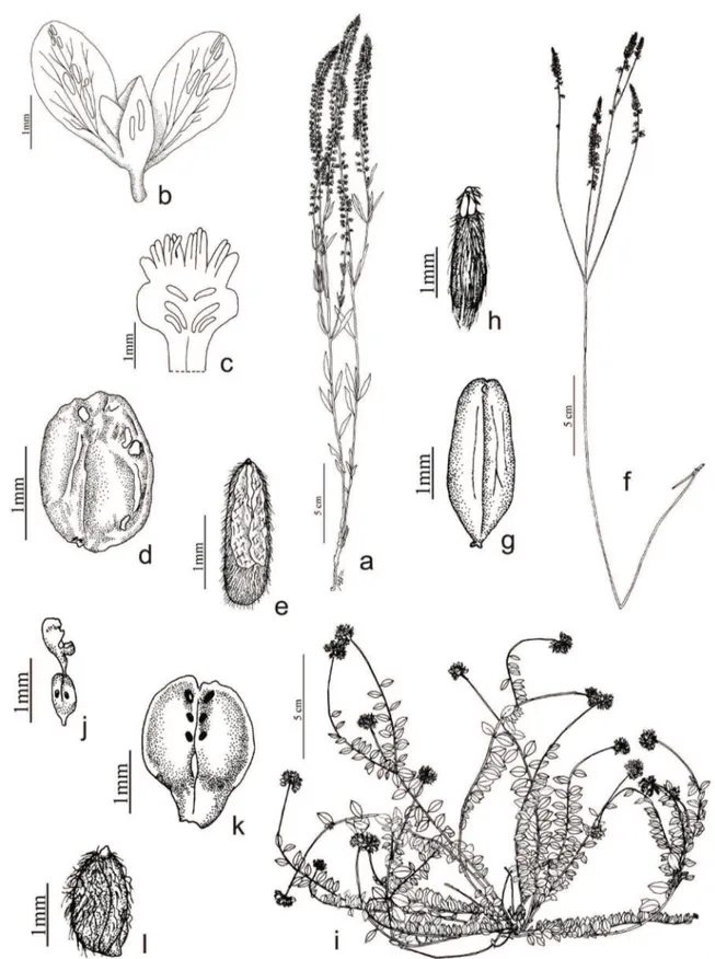 Figura 9. a-e. Polygala molluginifolia. a. Hábito. b. Cálice. c. Carena em vista dorsal