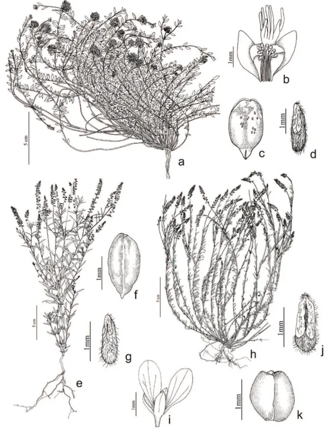 Figura 10. a-d. Polygala obovata. a. Hábito. b. Corola e androceu em secção longitudinal
