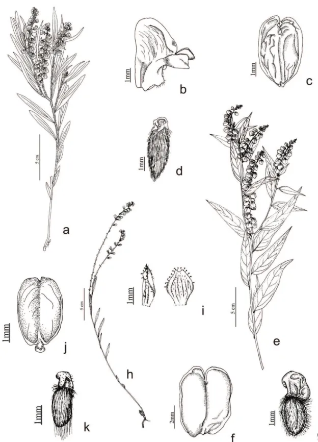 Figura 1. a-d. Polygala extraaxillaris. a. Hábito. b. Corola em vista lateral. c. Fruto