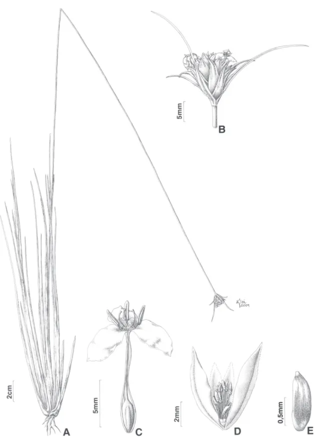 Figura 6. Xyris mertesiana Koernicke ex Malme. A. Hábito. B. Espiga. C. Flor sem as sépalas