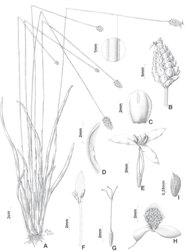 Figura 9. Xyris rubromarginata Kral &amp; L.B. Sm. A. Hábito. B. Espiga. C. Bráctea fértil