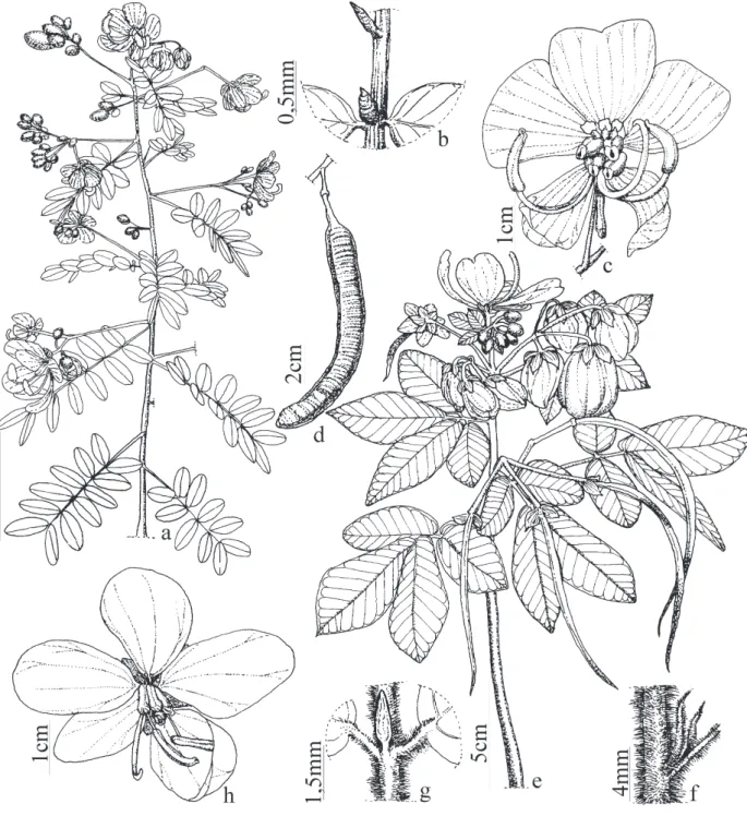 Figura 4. Espécies de Senna do Parque Estadual da Serra Dourada, GO, Brasil. a-d. Senna pendula var