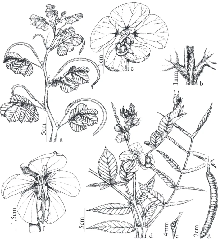 Figura 3. Espécies de Senna do Parque Estadual da Serra Dourada, GO, Brasil. a-c. Senna obtusifolia