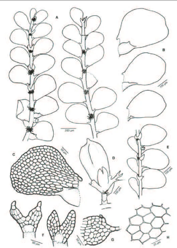Figura 3. Lejeunea obidensis Spruce. A. Planta em vista ventral. B. Filídios, vista ventral