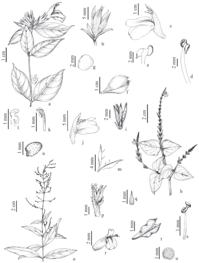 Figura 6. a-g. Justicia asclepiadea.  a. Ramo florido. b. Bráctea, bractéolas e cálice