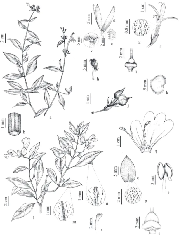 Figura 1. a-k. Anisacanthus trilobus . a. Ramo florido. b. Detalhe do caule. c. Bractéolas