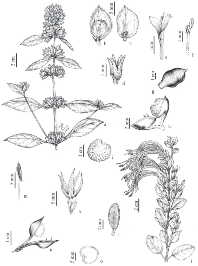 Figura 3. a-i. Dicliptera mucronifolia.  a. Ramo florido. b. Brácteas. c. Bráctea, bractéolas e cálice