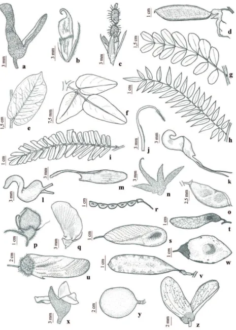 Figura 2. a. Harpalyce brasiliana var. brasiliana (Silva 99). b. Stylosanthes viscosa (Silva 231)