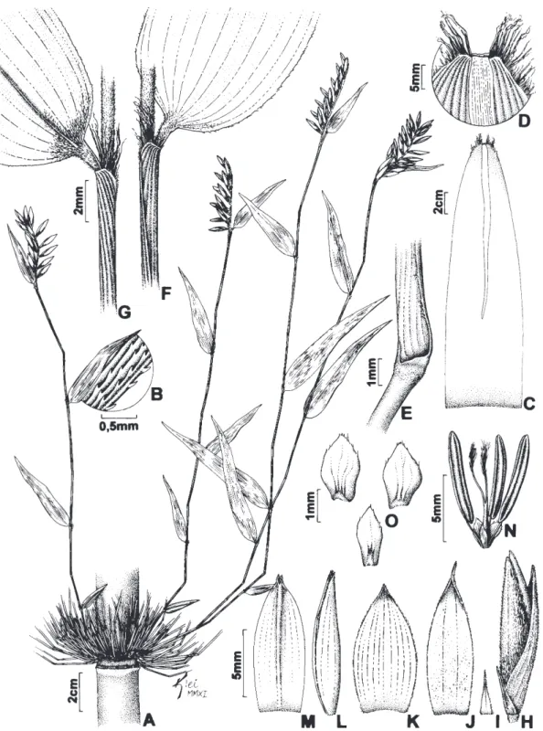Figura 10. Merostachys scandens.	A.	Ramo	fértil.	B.	Margem	da	lâmina	da	folha	do	complemento	de	ramo.	C.	Folha	do	colmo.	D.	Ápice	 da	folha	do	colmo.	E.	Nó	do	complemento	de	ramo.	F