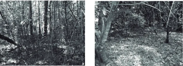 Figura 2. Aspectos gerais das áreas de estudo, Assis, SP, Brasil. a: mata ciliar nativa; b: mata ciliar em restauração aos dez anos após o  plantio.