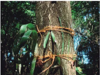 Figura 2: Transplante de epífitas a tronco de forófito. Iracemápolis,  SP, Brasil.