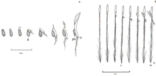 Figura 2. Fases da germinação de sementes de Aechmea bromeliifolia (Rudge) Baker (a) e Vriesea paraibica Wawra (b)