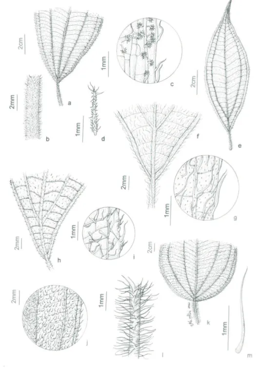 Figura 1. Espécies de Leandra do P.E. da Pedra Branca, Rio de Janeiro. a-d. Leandra variabilis