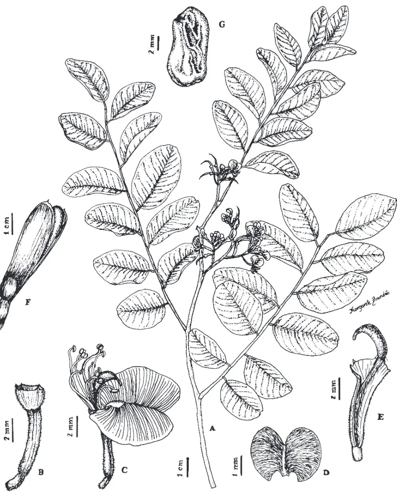 Figura 2. Amburana cearensis. A. Ramo com inﬂ orescência. B. Detalhe do cálice. C. Flor completa