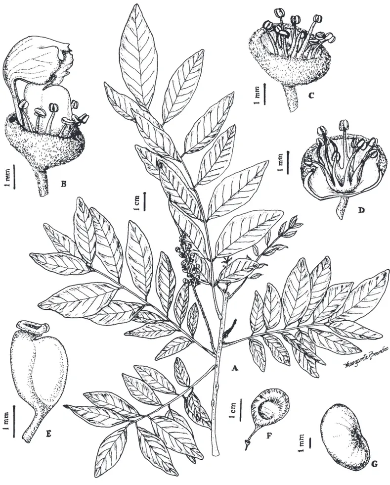 Figura 3. Ateleia guaraya. A. Ramo com inﬂ orescência. B. Flor. C. Cálice evidenciando os ﬁ letes