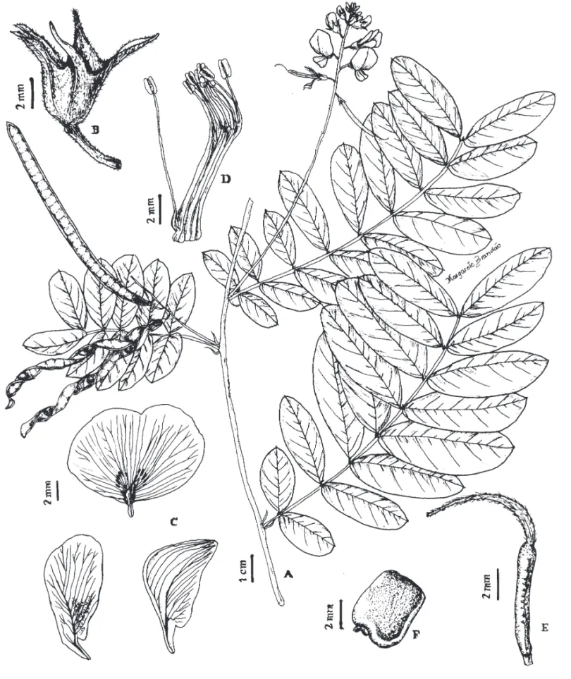 Figura 4. Coursetia hassleri. A. Ramo com inﬂ orescência e frutos. B. Cálice. C. Pétalas: vexilo (acima), asa (à esquerda) e carena (à  direita)
