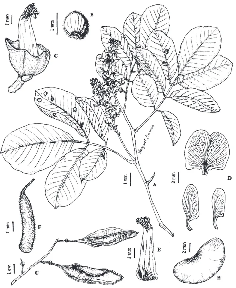 Figura 5. Lonchocarpus pluvialis. A. Ramo com inﬂ orescência. B. Vista da face interna da bractéola