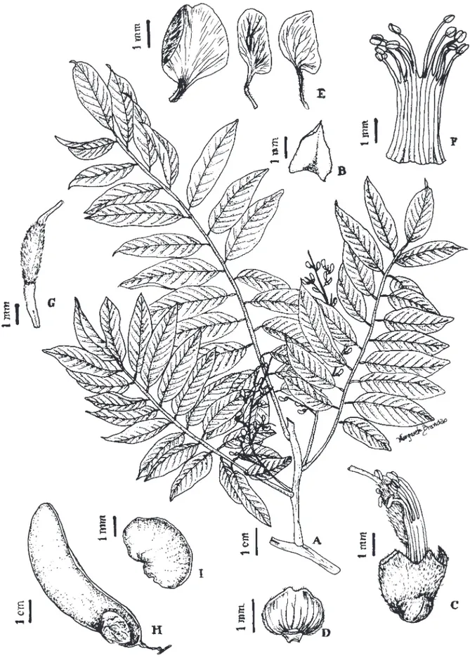 Figura 7. Machaerium villosum. A. Ramo com inﬂ orescência. B. Bráctea. C. Cálice evidenciando parcialmente o androceu e o gineceu