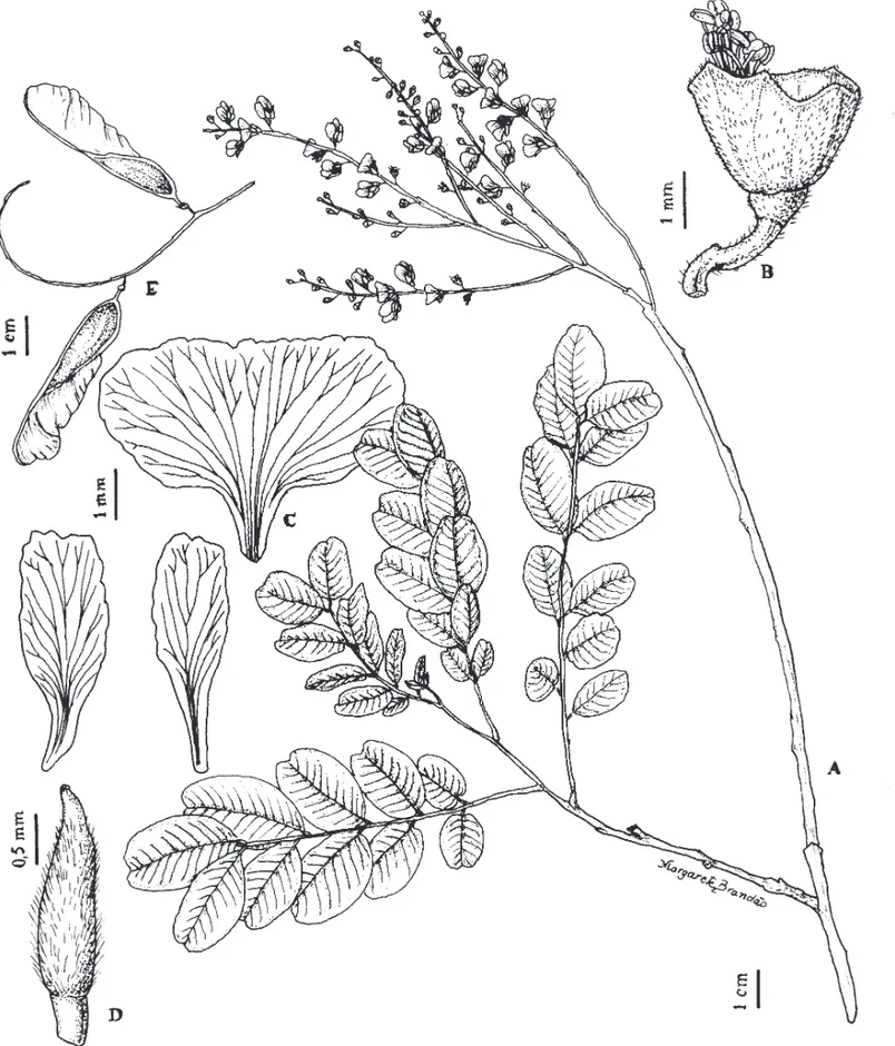 Figura 8. Sweetia fruticosa. A. Ramo com inﬂ orescência. B. Cálice evidenciando ﬁ letes e anteras