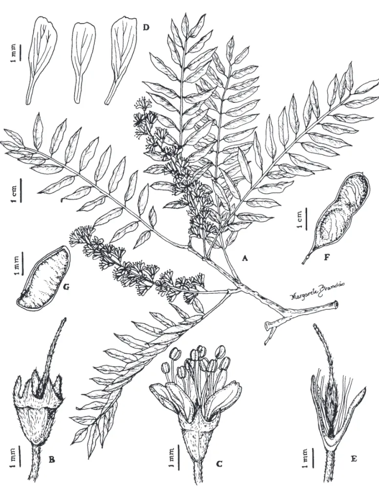 Figura 1. Acosmium cardenasii. A. Ramo com inﬂ orescência. B. Cálice. C. Flor. D. Detalhe da face interna das pétalas