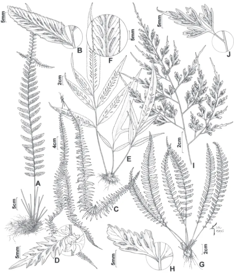 Figura 2. A-B. Asplenium kunzeanum (Handro 272). A. Hábito, mostrando uma fronde com gema prolífera