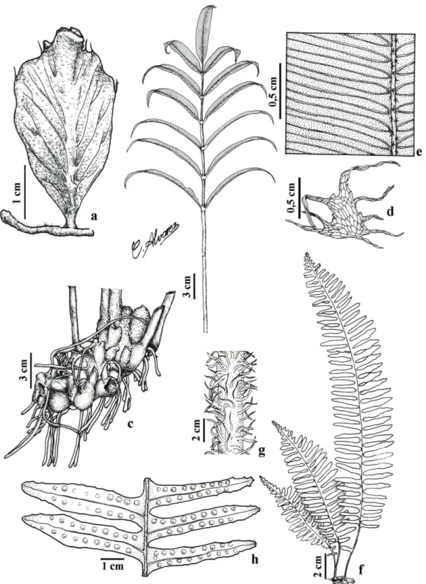 Figura 2. Espécies de monilófitas ocorrentes na área de estudo. a. Didymoglossum ovale Fourn., Hábito