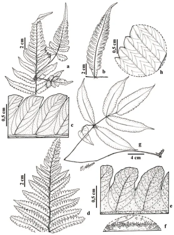 Figura 4. a-c. Thelypteris abrupta (Desv.) Proctor: a. Porção distal da lâmina mostrando a gema e o ápice pinatífido