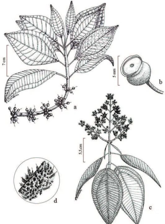 Figura 1. a-b. Henriettea glabra. a. Ramo. b. Fruto. (Sobral &amp; Sevegnani 9524). c-d