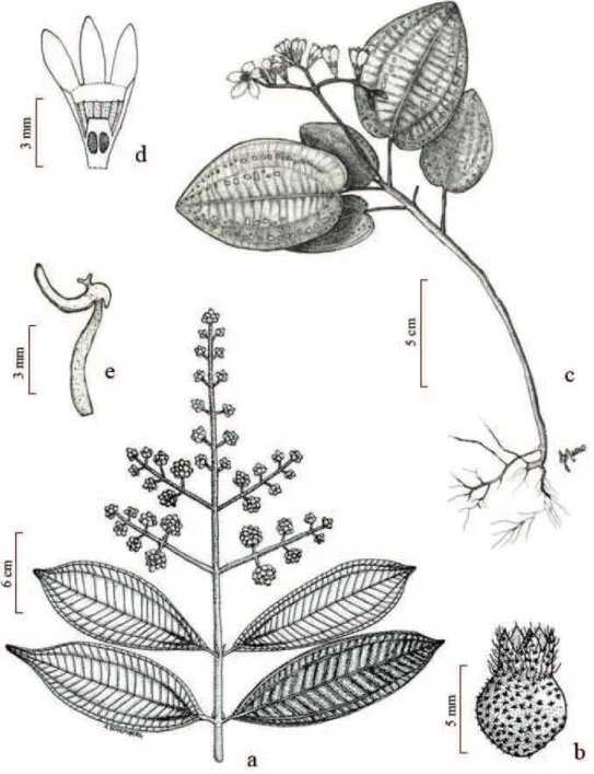 Figura 2. a-b. Miconia racemifera. a. Ramo. b. Fruto. (Meyer 362). c-e. Salpinga margaritacea