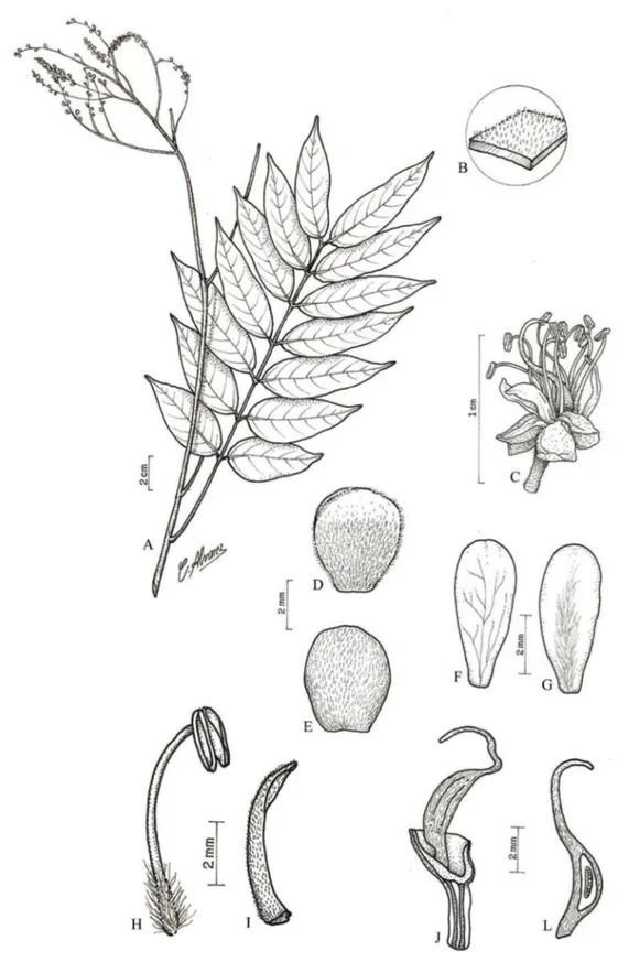 Figura 6. Tachigali alba Ducke. A. Ramo florido. B. Detalhe da face abaxial do folíolo, evidenciando os tricomas