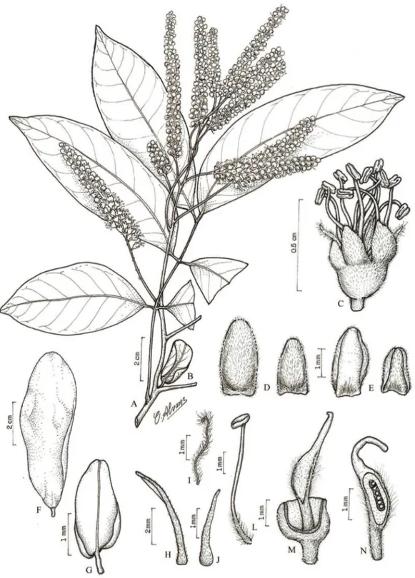 Figura 9. Tachigali paraensis (Huber) Barneby. A. Ramo florido. B. Estípula. C. Flor. D